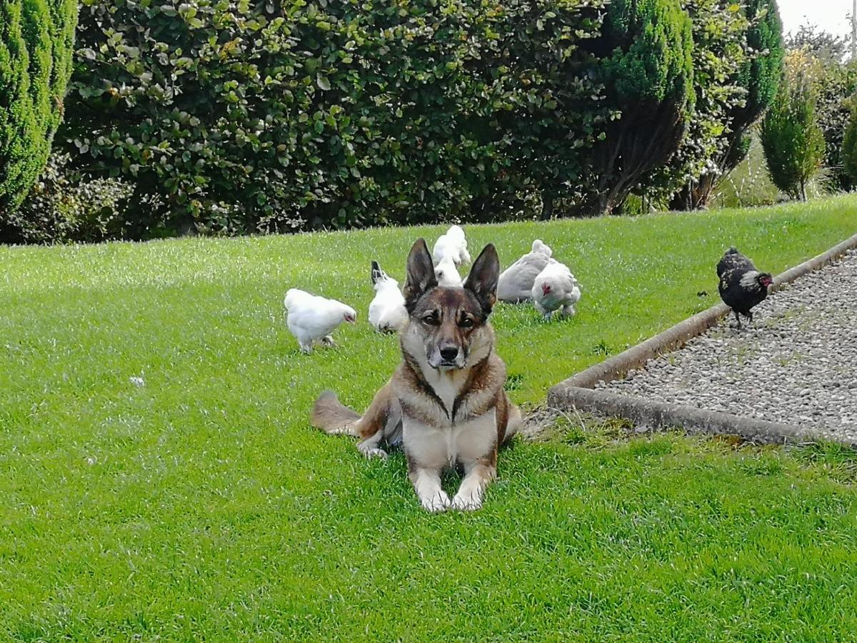 Fox Heaven B&B Carrickfergus Exterior foto